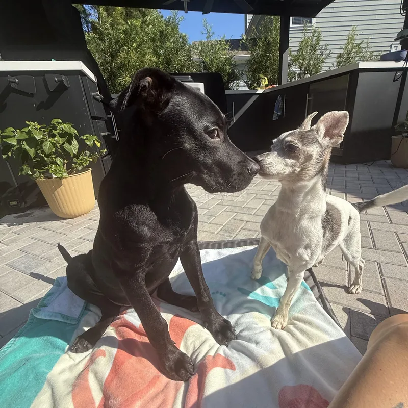 A baby medium-sized male Black Labrador Retriever dog named Boo for adoption in Hilton Head Island, SC