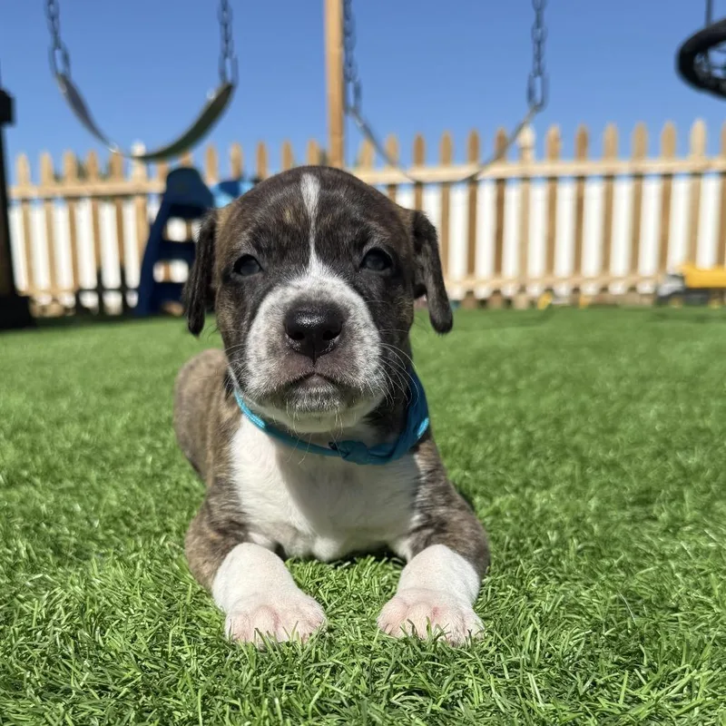 A baby small-sized male Yellow / Tan / Blond / Fawn Boxer dog named Charlie for adoption in McMinnville, OR