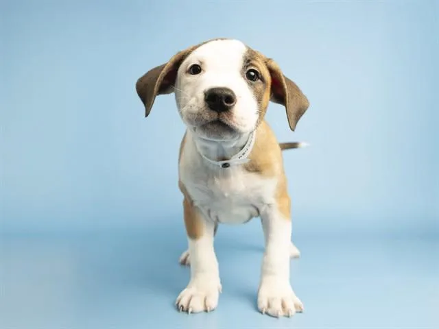 A baby small-sized male Boxer dog named Frogger for adoption in Phoenix, AZ