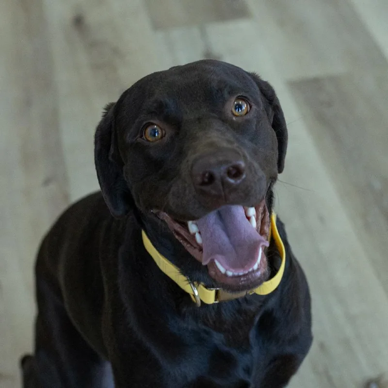A young medium-sized female Mastiff dog named Mystic for adoption in Idaho Falls, ID