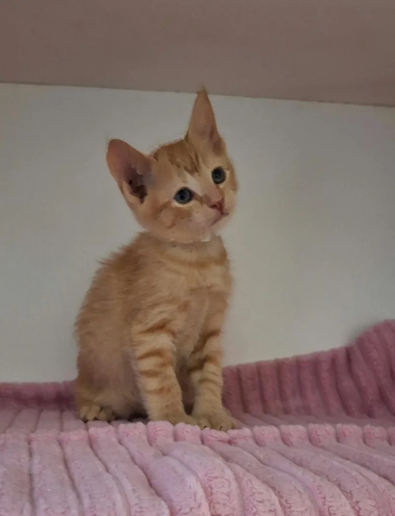 A baby medium-sized female Orange / Red Domestic Short Hair cat named Toffee for adoption in Rockwall, TX