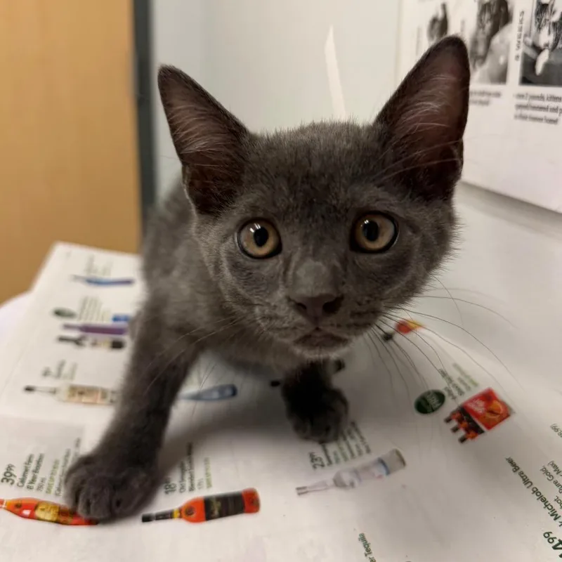 A baby small-sized female Domestic Short Hair cat named Dusk for adoption in Jacksonville, FL