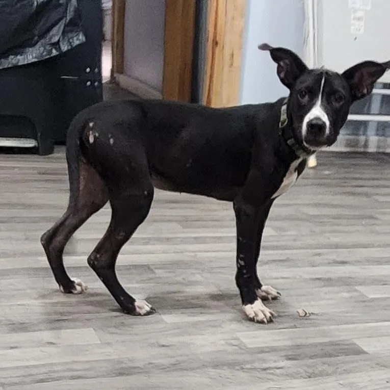 A young medium-sized female Black Mixed Breed dog named Midnight for adoption in Chicopee, MA