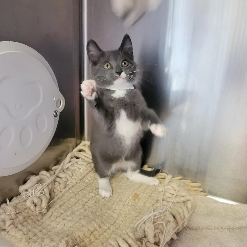 A baby small-sized female Gray / Blue / Silver Domestic Short Hair cat named Drew for adoption in Birmingham, AL