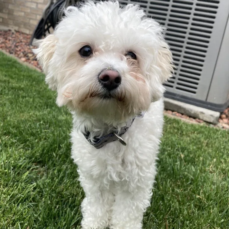 An adult small-sized male Maltese dog named Loki Home to for adoption in South Elgin, IL