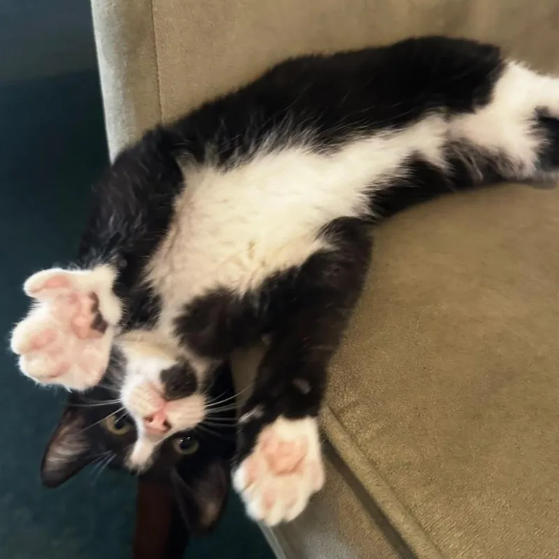 A young small-sized male Black & White / Tuxedo Tuxedo cat named Sylvester for adoption in Frostproof, FL