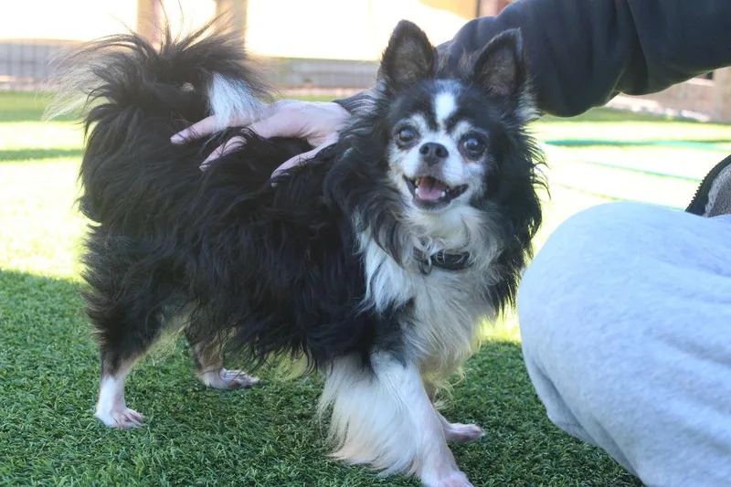 A senior small-sized male White / Cream Chihuahua dog named Casket Jones for adoption in Chestertown, MD