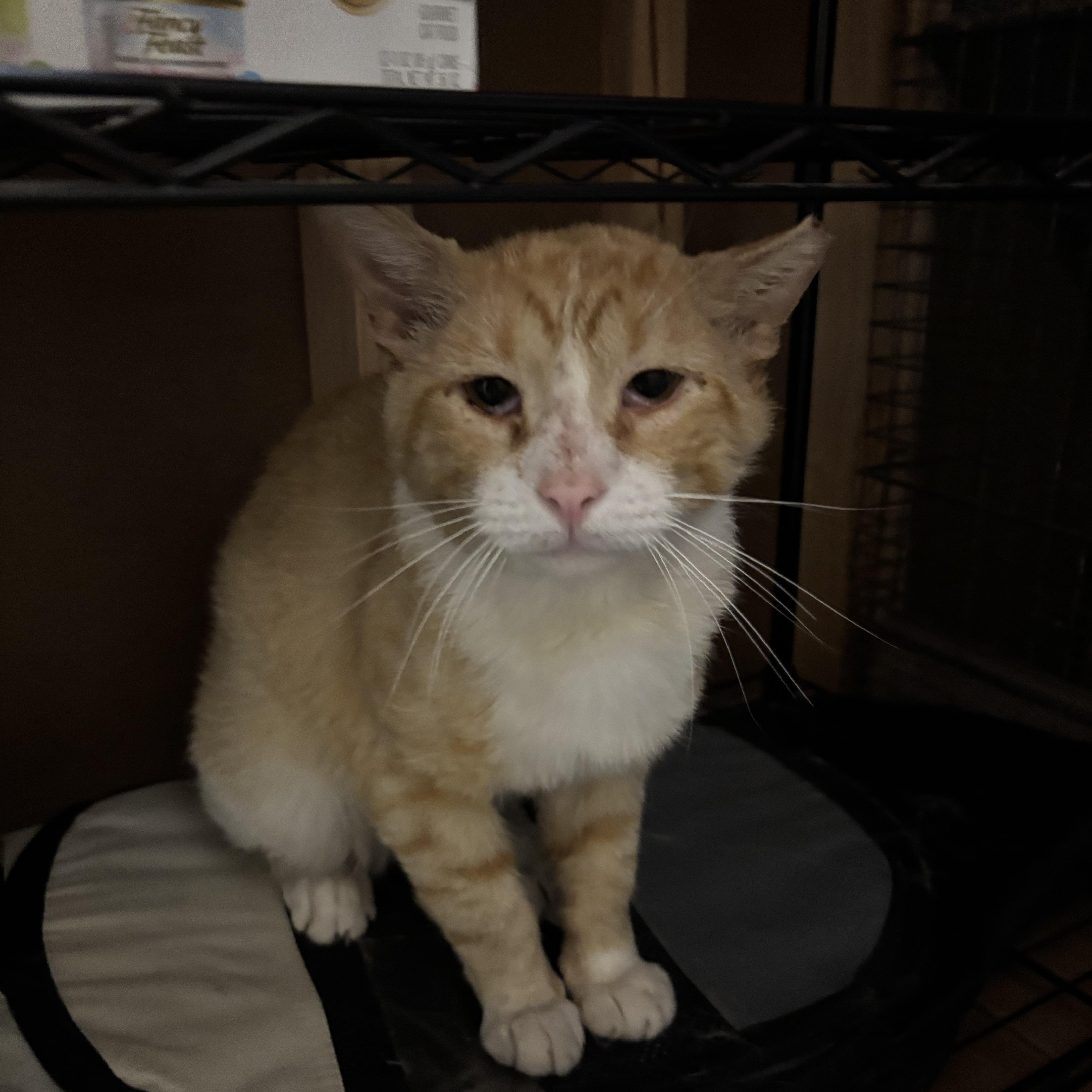 An adult small-sized male Orange & White Tabby cat named Gizmo for adoption in Westville, NJ