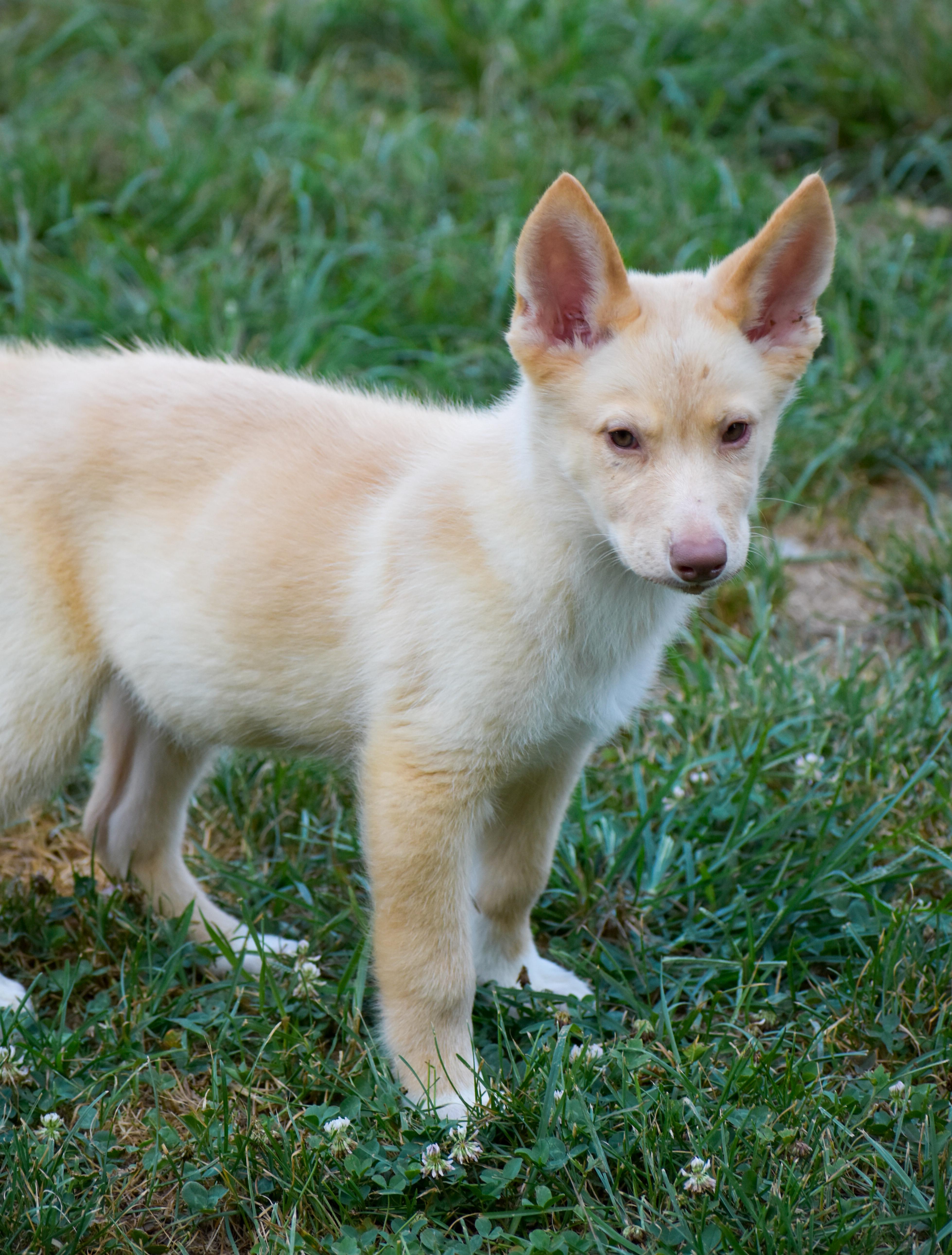 A baby large-sized male Husky dog named Cletus for adoption in Indianapolis, IN