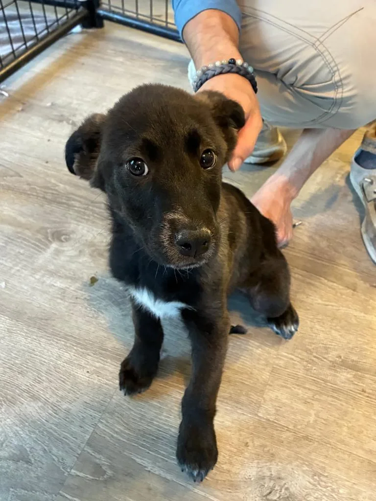 A baby medium-sized male Australian Shepherd dog named Karson for adoption in Thompson Falls, MT