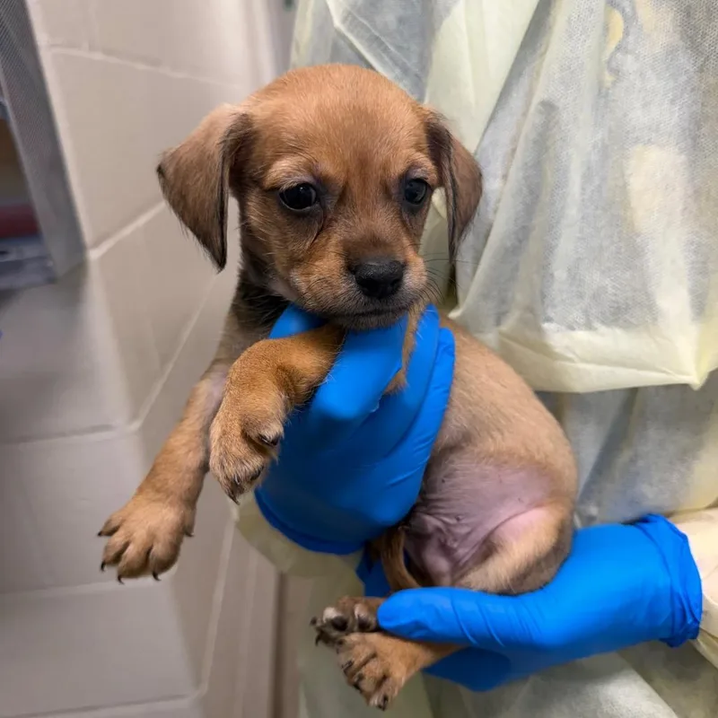 A baby small-sized male Brown / Chocolate Chihuahua dog named Comet for adoption in Council Bluffs, IA