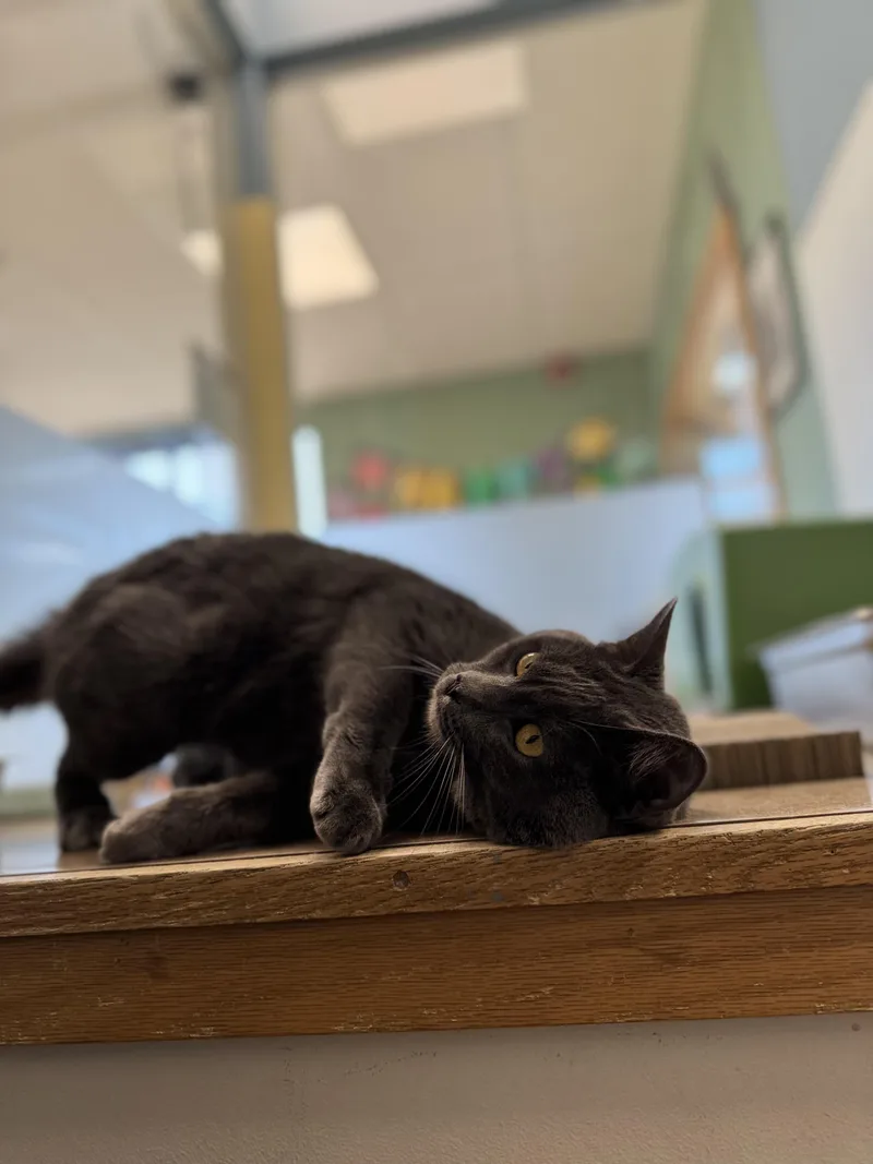An adult medium-sized male Domestic Short Hair cat named Bernard for adoption in Eagle, CO