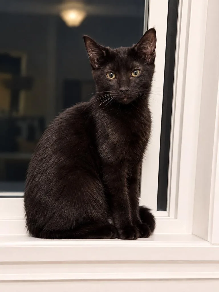 A baby medium-sized male Domestic Medium Hair cat named Nashville for adoption in Salt Lake City, UT