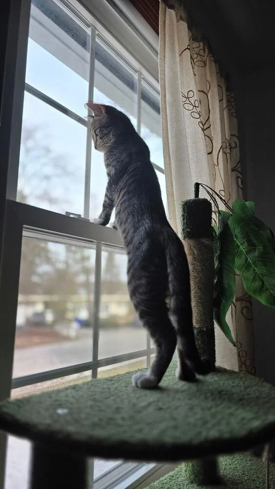 A baby small-sized male Brown / Chocolate Domestic Short Hair cat named Cypress for adoption in Hudson, NH