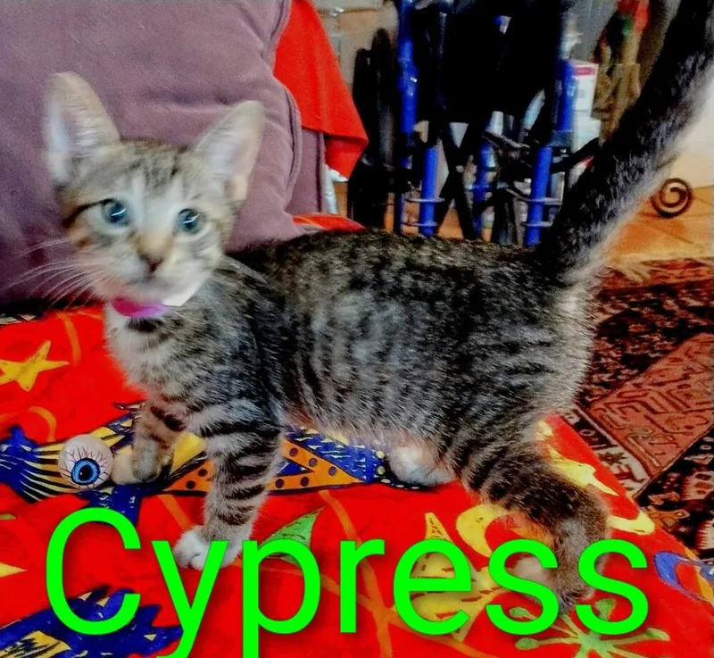Cypress thumbnail 5