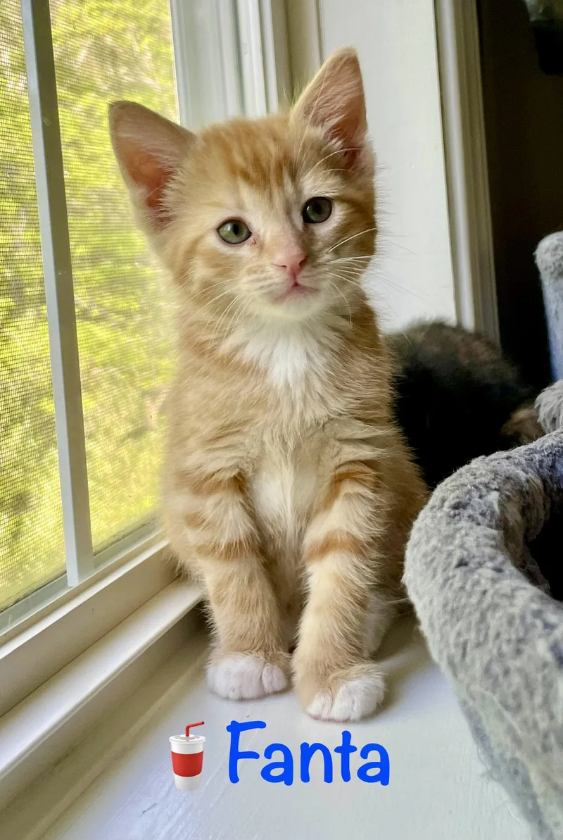 A baby medium-sized male Orange / Red Domestic Short Hair cat named Fanta for adoption in Reston, VA