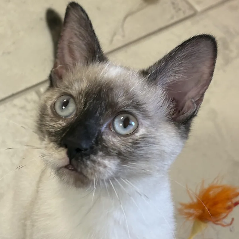 A young large-sized female Siamese cat named Miso for adoption in Choctaw, OK