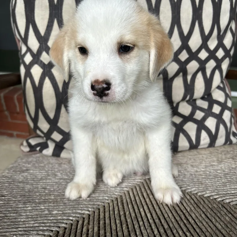 A baby large-sized male Great Pyrenees dog named Sylvester for adoption in Fosters, AL