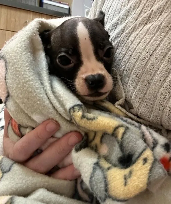 A baby small-sized male Boston Terrier dog named Freddy for adoption in Kennewick, WA