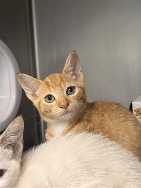 A baby small-sized male Domestic Short Hair cat named Adam for adoption in Fort Walton Beach, FL