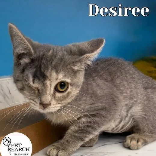 A baby small-sized female Smoke Domestic Short Hair cat named Desiree for adoption in Washington, PA
