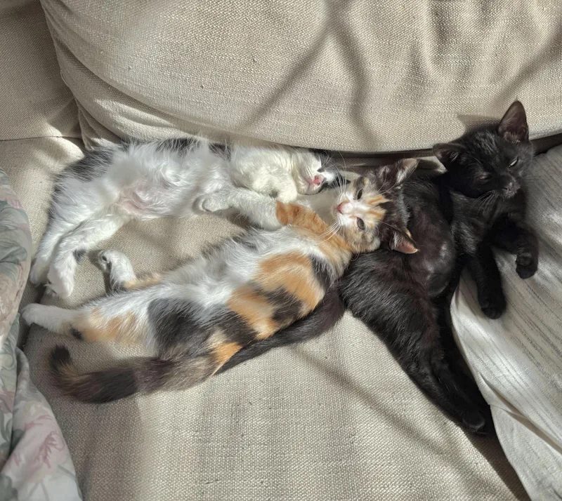 Squashy Soft Taco thumbnail 2