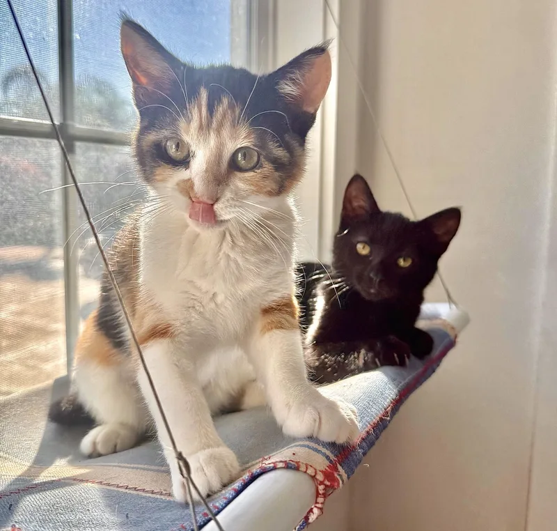 Squashy Soft Taco thumbnail 3