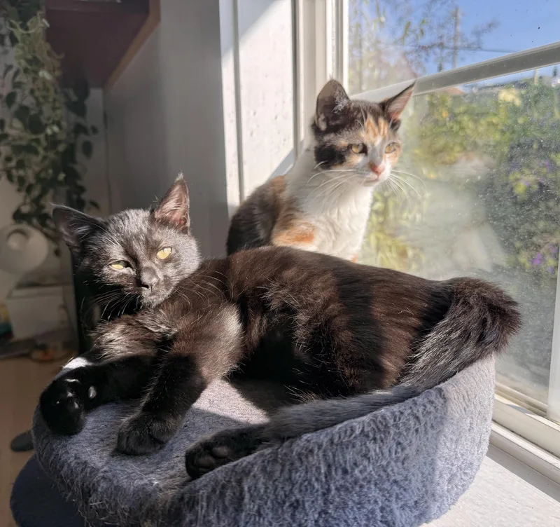 Squashy Soft Taco thumbnail 4