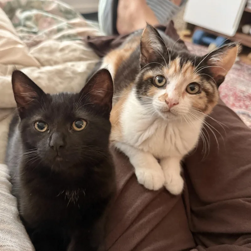 Squashy Soft Taco thumbnail 5