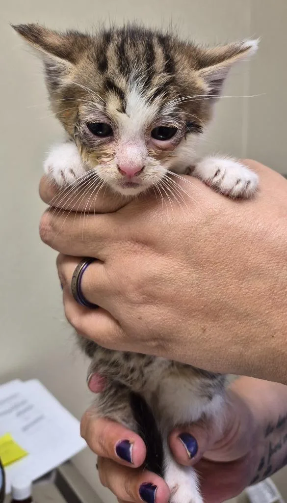 A baby medium-sized male Domestic Short Hair cat named Norman for adoption in Christiansburg, VA