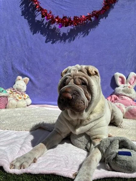 An adult medium-sized female Shar-Pei dog named Luna for adoption in El Cajon, CA