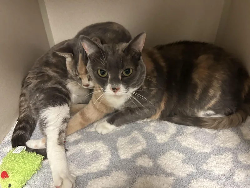 An adult medium-sized female Dilute Calico cat named Winky for adoption in Pottsville, PA