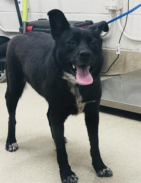 A young medium-sized female Australian Cattle Dog / Blue Heeler dog named America for adoption in Grand Prairie, TX
