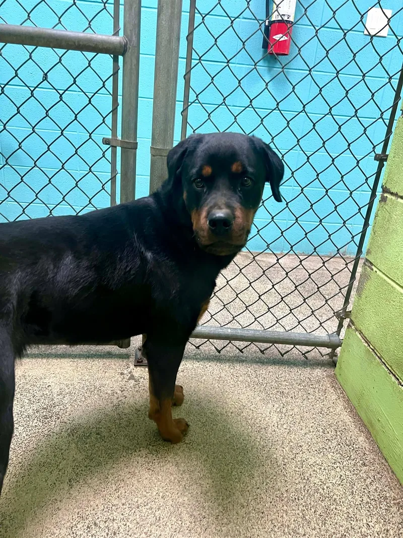 An adult medium-sized female Brown / Chocolate Rottweiler dog named Ary for adoption in Fort Payne, AL
