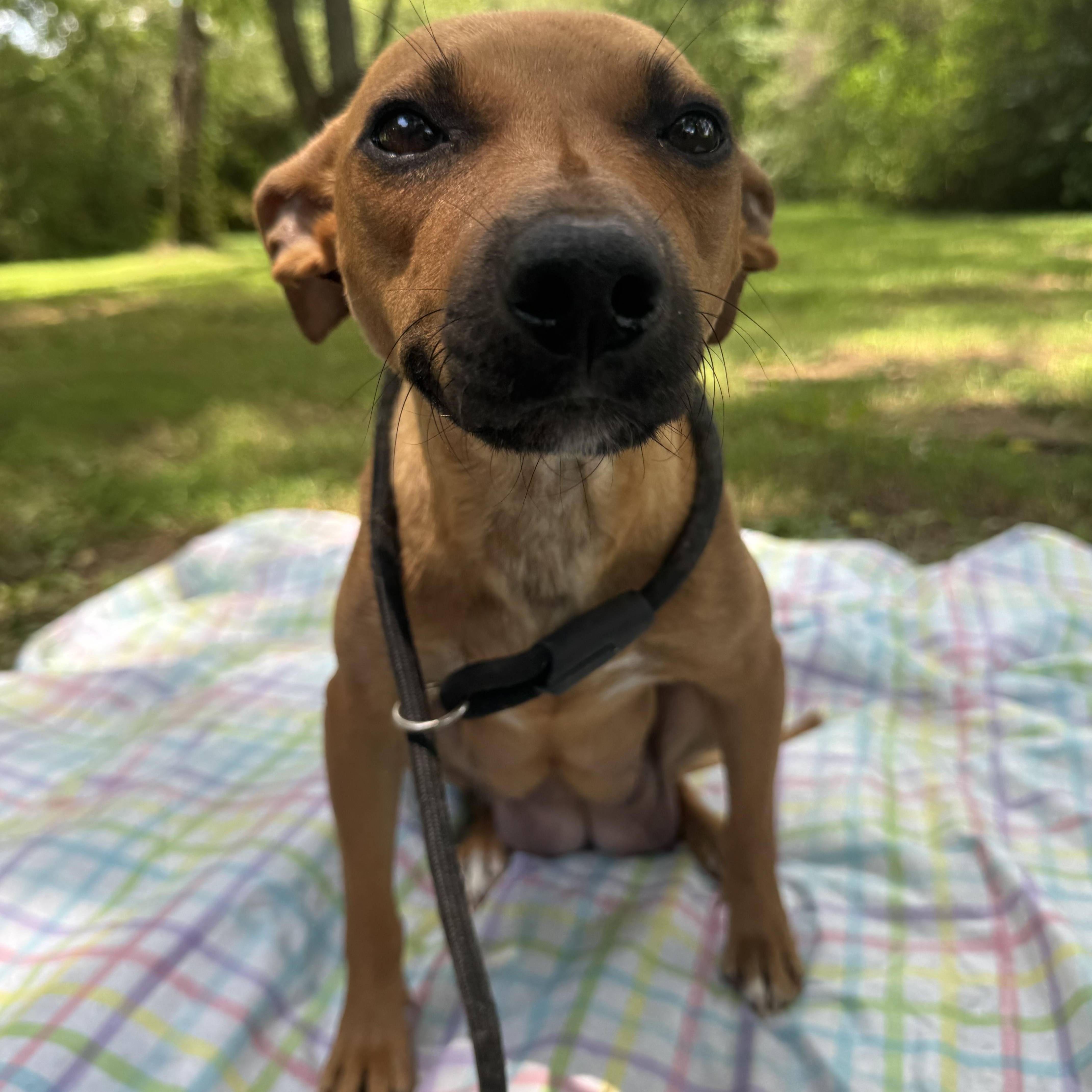 An adult small-sized female Apricot / Beige Chiweenie dog named Sally for adoption in Newfoundland, NJ