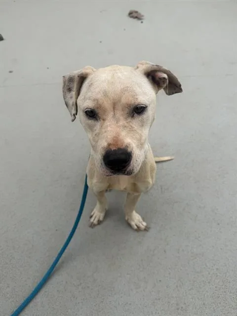 A young medium-sized female Pit Bull Terrier dog named Sarah for adoption in Charlotte, NC