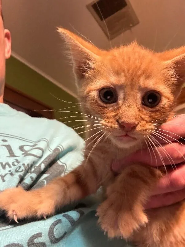 A young medium-sized male Orange / Red Domestic Short Hair cat named Edward for adoption in Grand Rapids, MI
