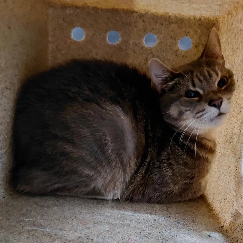 An adult small-sized female Gray / Blue / Silver Domestic Short Hair cat named Kai for adoption in Philadelphia, PA