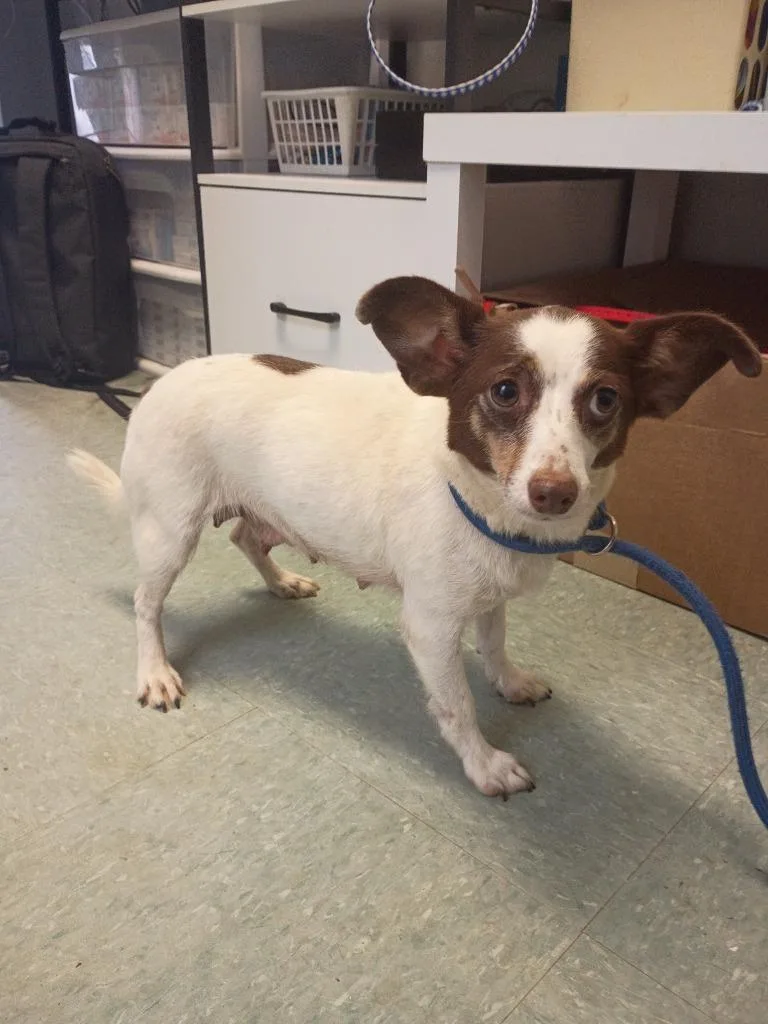 An adult small-sized female Chihuahua dog named Sara for adoption in Albany, GA