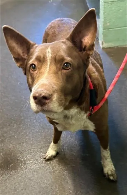 An adult medium-sized female Pit Bull Terrier dog named A for adoption in Sacramento, CA