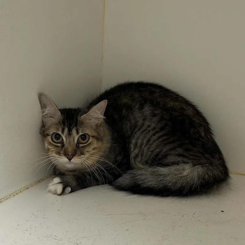 A young small-sized male Gray / Blue / Silver American Shorthair cat named Millie for adoption in Portland, TX