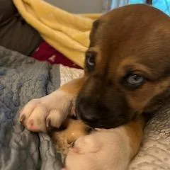 A baby medium-sized female Brown / Chocolate Shepherd dog named Lydia for adoption in Potomac, MD