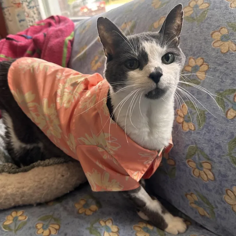 A senior large-sized male Gray / Blue / Silver Domestic Short Hair cat named Wesley for adoption in Rocky Mount, VA
