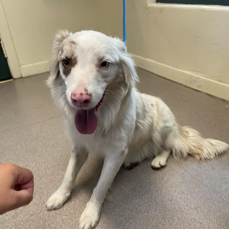 An adult medium-sized female Brown / Chocolate Australian Shepherd dog named Starlight for adoption in Pasadena, CA
