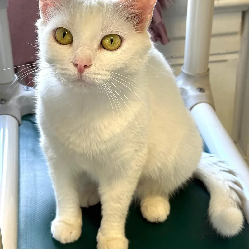 A young medium-sized female White Domestic Short Hair cat named Starla for adoption in Greensburg, PA