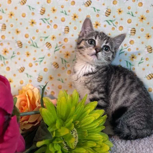 A baby small-sized female Tabby (Brown / Chocolate) Domestic Short Hair cat named Gretel for adoption in Toms River, NJ