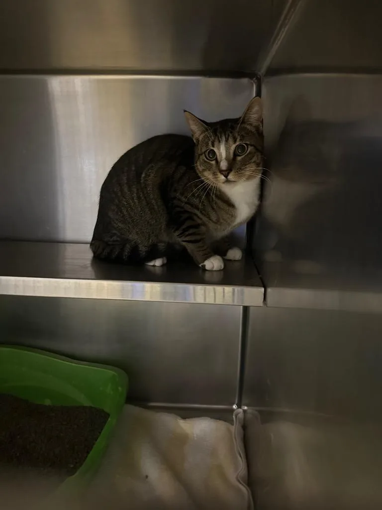 A baby medium-sized male Domestic Short Hair cat named Chuck for adoption in Gallatin, TN