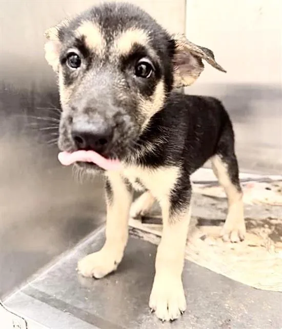 A baby medium-sized male German Shepherd Dog dog named Goose for adoption in Houston, TX