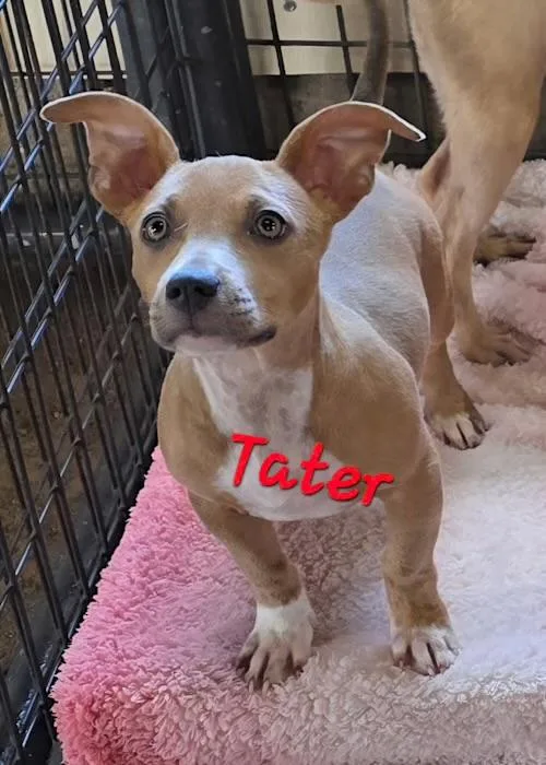 A baby medium-sized male Yellow / Tan / Blond / Fawn Corgi dog named Tater for adoption in Watertown, CT