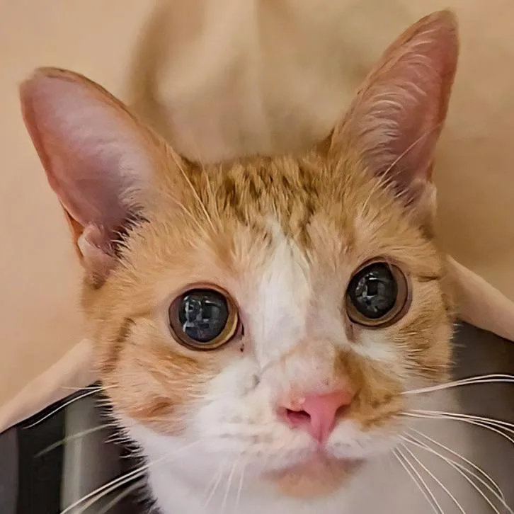 Stallone Bonded W Sylvester